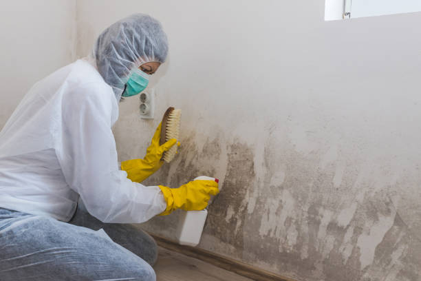 Best Emergency Mold Remediation  in Muskegon, MI