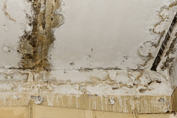 Best Real Estate Mold Inspection  in Muskegon, MI