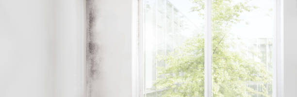 Best Post-Construction Mold Inspection  in Muskegon, MI