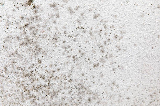 Best Mold Prevention Services  in Muskegon, MI