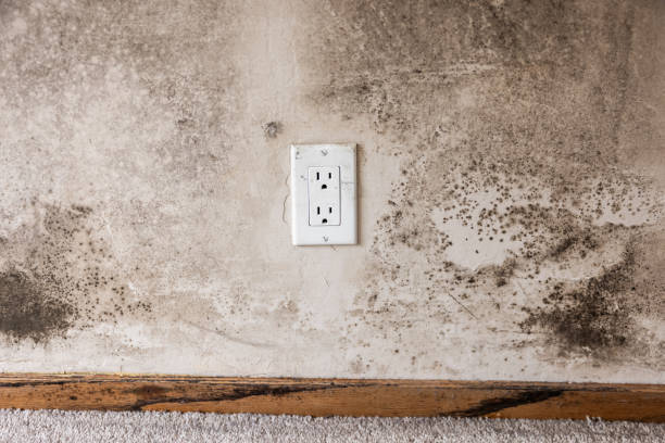 Best Biohazard Mold Removal  in Muskegon, MI